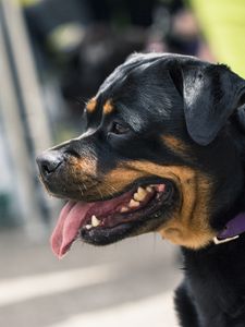 Preview wallpaper rottweiler, dog, muzzle, profile