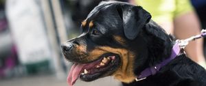 Preview wallpaper rottweiler, dog, muzzle, profile