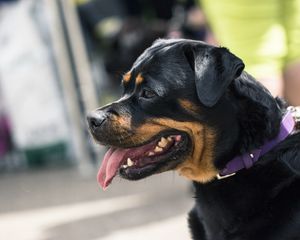 Preview wallpaper rottweiler, dog, muzzle, profile