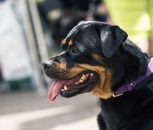 Preview wallpaper rottweiler, dog, muzzle, profile