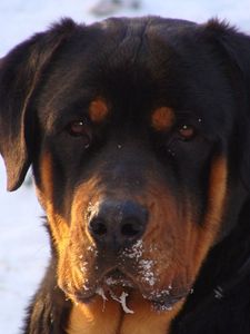 Preview wallpaper rottweiler, dog, sad, sight