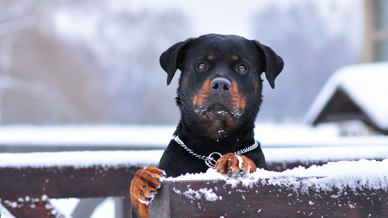 Wallpaper rottweiler, dog, snow, collar, eyes