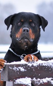Preview wallpaper rottweiler, dog, snow, collar, eyes