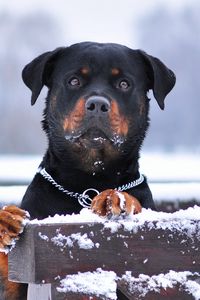 Preview wallpaper rottweiler, dog, snow, collar, eyes