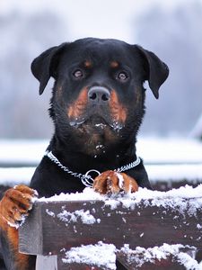 Preview wallpaper rottweiler, dog, snow, collar, eyes