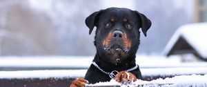 Preview wallpaper rottweiler, dog, snow, collar, eyes