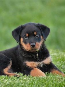 Preview wallpaper rottweiler, puppy, dog, lying