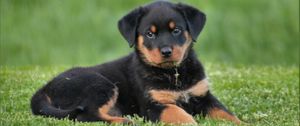 Preview wallpaper rottweiler, puppy, dog, lying