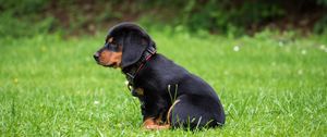 Preview wallpaper rottweiler, puppy, dog, cute