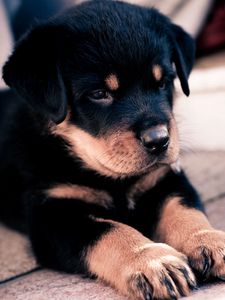 Preview wallpaper rottweiler, puppy, snout