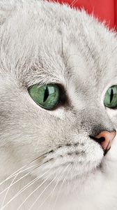 Preview wallpaper round muzzle, cat, whiskers