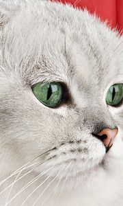 Preview wallpaper round muzzle, cat, whiskers
