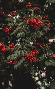 Preview wallpaper rowan, berries, autumn, branch