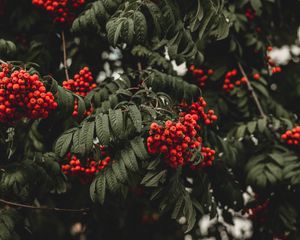 Preview wallpaper rowan, berries, autumn, branch