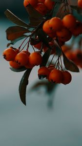 Preview wallpaper rowan, berries, branch, macro, autumn