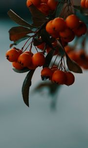 Preview wallpaper rowan, berries, branch, macro, autumn