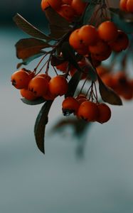 Preview wallpaper rowan, berries, branch, macro, autumn