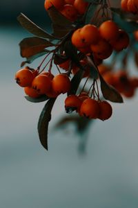 Preview wallpaper rowan, berries, branch, macro, autumn