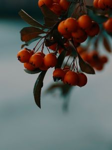 Preview wallpaper rowan, berries, branch, macro, autumn