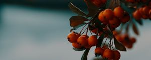 Preview wallpaper rowan, berries, branch, macro, autumn