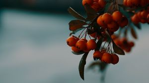 Preview wallpaper rowan, berries, branch, macro, autumn