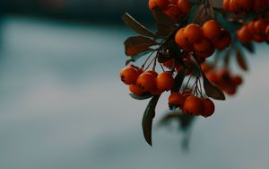 Preview wallpaper rowan, berries, branch, macro, autumn