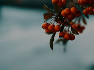 Preview wallpaper rowan, berries, branch, macro, autumn