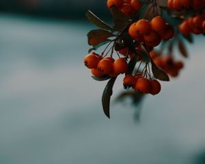 Preview wallpaper rowan, berries, branch, macro, autumn