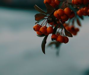 Preview wallpaper rowan, berries, branch, macro, autumn