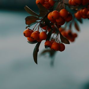 Preview wallpaper rowan, berries, branch, macro, autumn