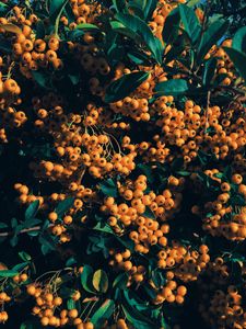 Preview wallpaper rowan, berries, branch, yellow, leaves