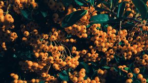 Preview wallpaper rowan, berries, branch, yellow, leaves