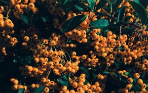 Preview wallpaper rowan, berries, branch, yellow, leaves