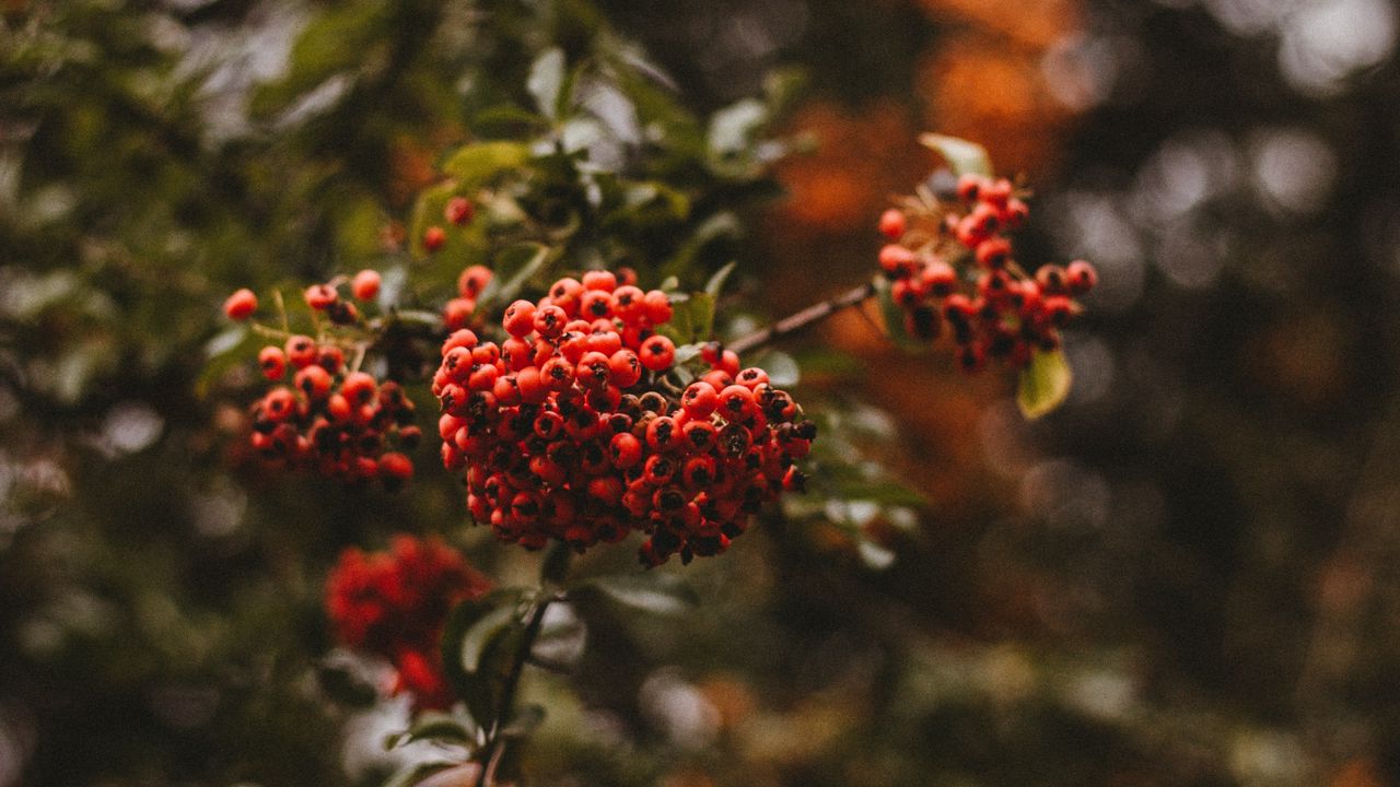 Wallpaper rowan, berries, branch, macro