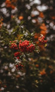 Preview wallpaper rowan, berries, branch, macro