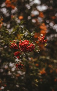 Preview wallpaper rowan, berries, branch, macro