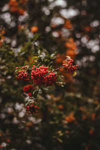 Preview wallpaper rowan, berries, branch, macro