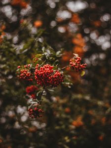Preview wallpaper rowan, berries, branch, macro