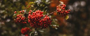 Preview wallpaper rowan, berries, branch, macro