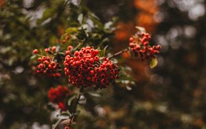 Preview wallpaper rowan, berries, branch, macro