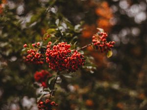 Preview wallpaper rowan, berries, branch, macro