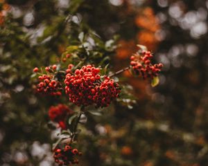 Preview wallpaper rowan, berries, branch, macro
