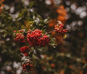 Preview wallpaper rowan, berries, branch, macro