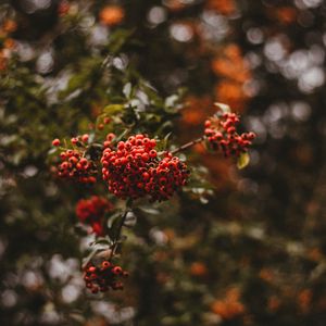 Preview wallpaper rowan, berries, branch, macro