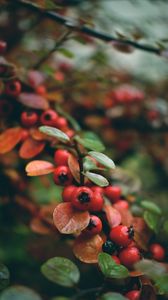 Preview wallpaper rowan, berries, branch, red, wet, macro