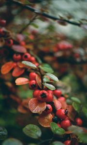 Preview wallpaper rowan, berries, branch, red, wet, macro