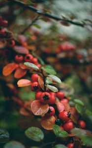 Preview wallpaper rowan, berries, branch, red, wet, macro