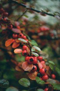 Preview wallpaper rowan, berries, branch, red, wet, macro