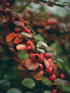 Preview wallpaper rowan, berries, branch, red, wet, macro