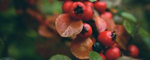 Preview wallpaper rowan, berries, branch, red, wet, macro